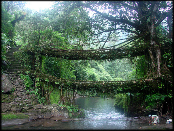 living root bridges
